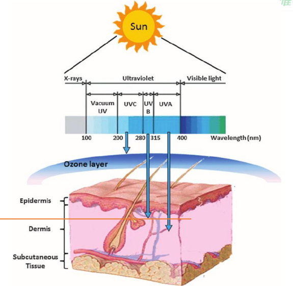 图示 咖啡酸抵抗紫外线造成的红斑