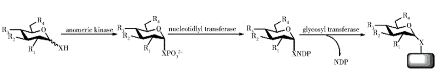 糖基转移酶催化天然产物糖苷化过程.png